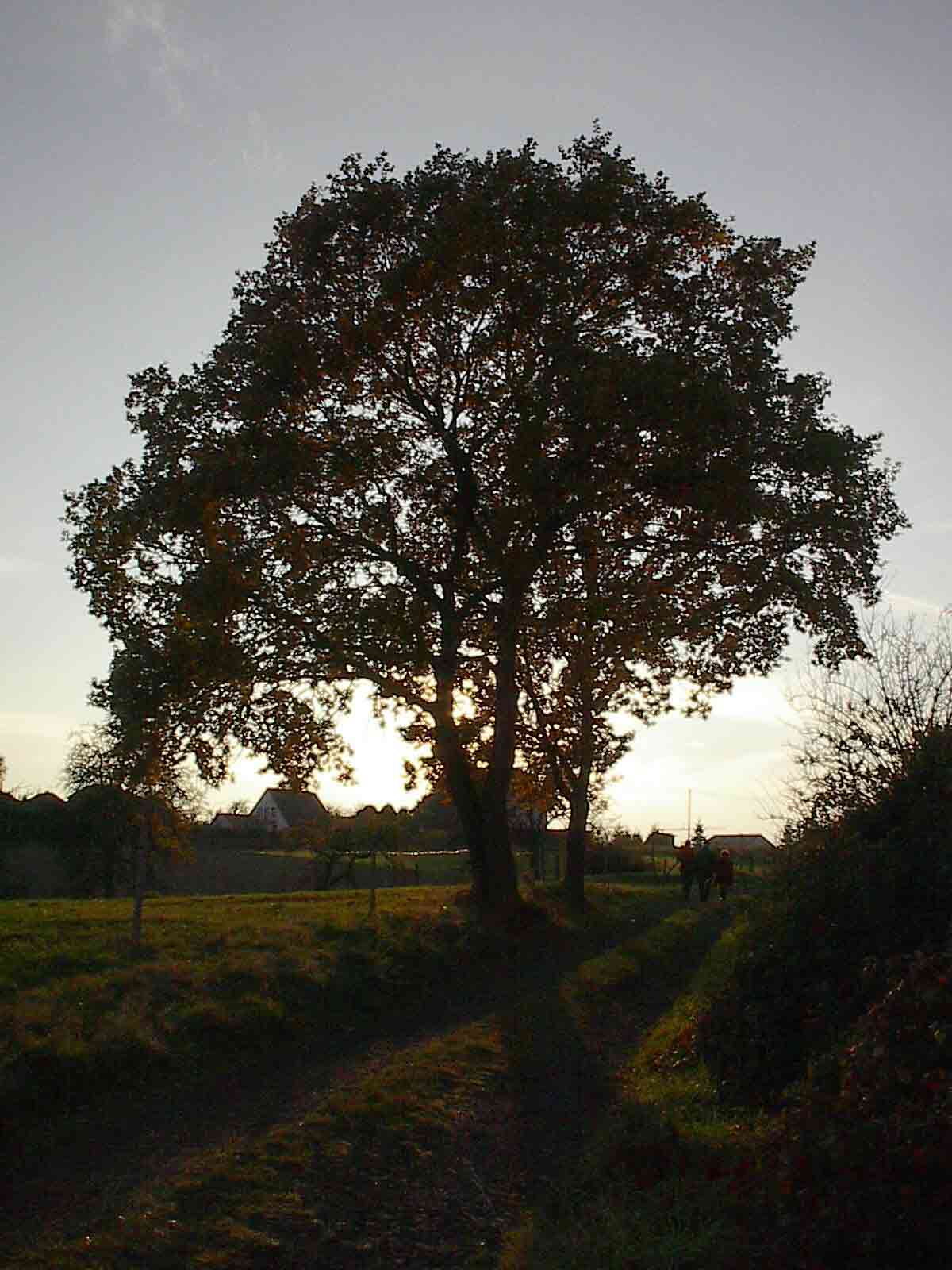 Herbstbaum.jpg